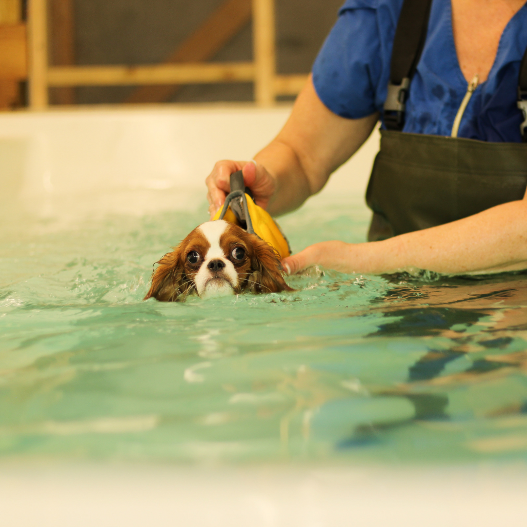 Hydrotherapy