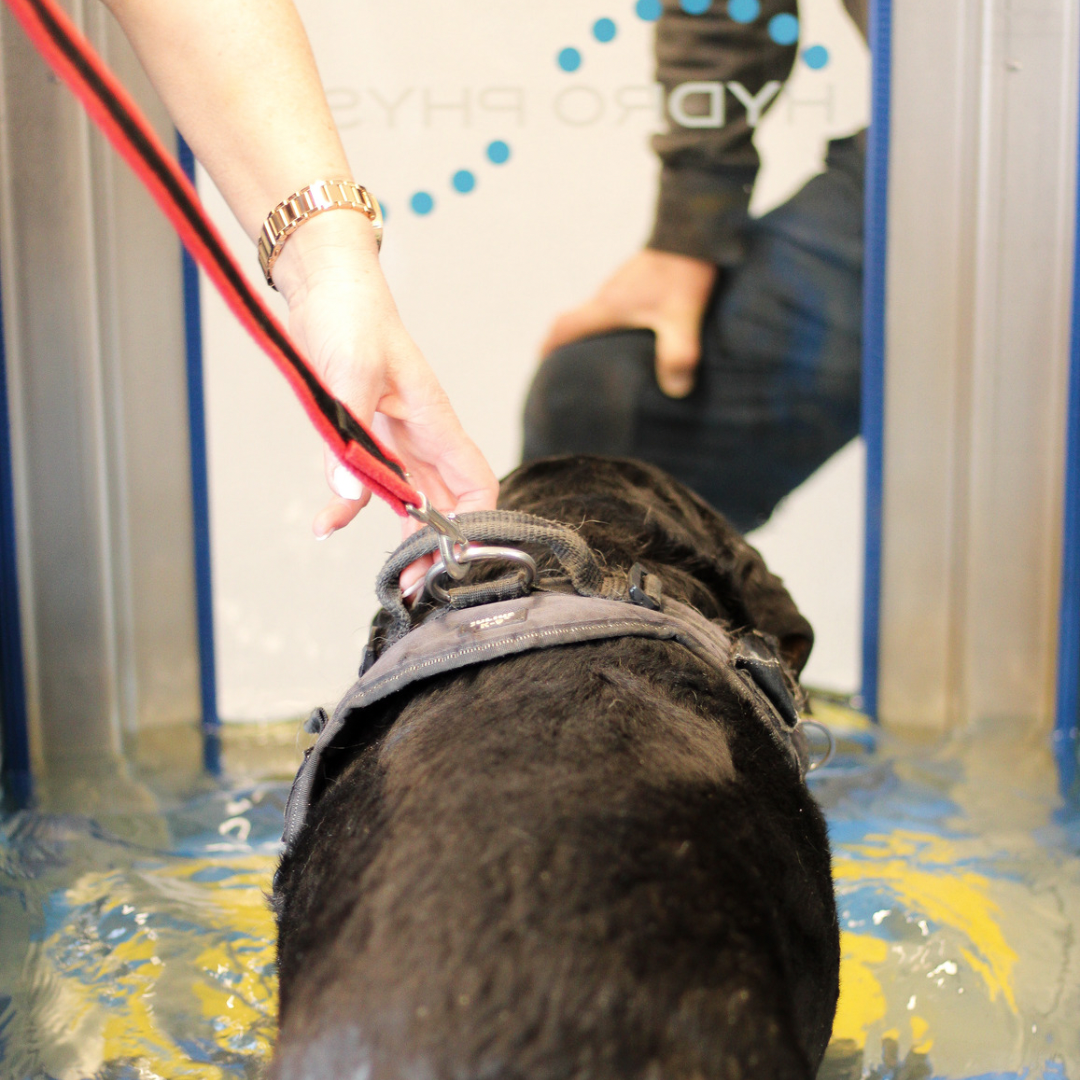 Hydro - Under Water Treadmill